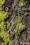 Wolf lichen (Letharia vulpina)