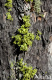 Wolf lichen (Letharia vulpina)