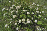 Wollige sneeuwbal (Viburnum lantana)
