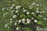 Wayfaring Tree (Viburnum lantana)