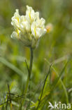 Woolly milkvetch (Oxytropis pilosa)