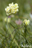 Woolly milkvetch (Oxytropis pilosa)