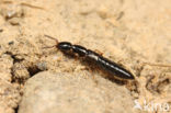 Xantholinus linearis