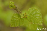 Downy Birch (Betula pubescens)