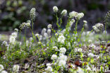 Zinkboerenkers (Thlaspi caerulescens) 