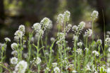 Zinkboerenkers (Thlaspi caerulescens) 