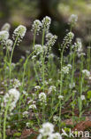 Zinkboerenkers (Thlaspi caerulescens) 