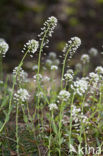 Alpine Pennycress (Thlaspi caerulescens)