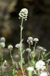 Alpine Pennycress (Thlaspi caerulescens)