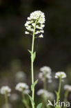 Alpine Pennycress (Thlaspi caerulescens)