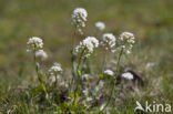 Alpine Pennycress (Thlaspi caerulescens)