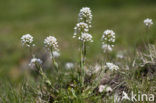 Alpine Pennycress (Thlaspi caerulescens)