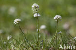 Alpine Pennycress (Thlaspi caerulescens)