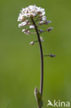 Alpine Pennycress (Thlaspi caerulescens)