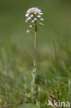 Zinkboerenkers (Thlaspi caerulescens) 