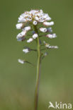 Zinkboerenkers (Thlaspi caerulescens) 