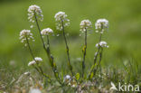 Alpine Pennycress (Thlaspi caerulescens)