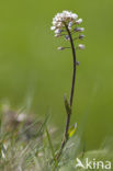 Zinkboerenkers (Thlaspi caerulescens) 