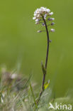 Alpine Pennycress (Thlaspi caerulescens)