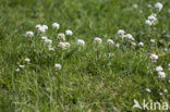 Alpine Pennycress (Thlaspi caerulescens)