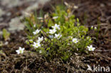 spring Sandwort (Minuartia verna)