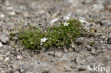 spring Sandwort (Minuartia verna)