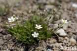 spring Sandwort (Minuartia verna)