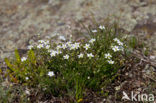 spring Sandwort (Minuartia verna)