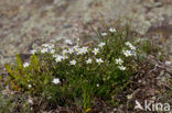 Zinkveldmuur (Minuartia verna)