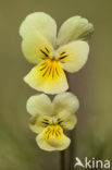 Zinkviooltje (Viola lutea ssp. calaminaria) 