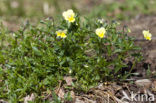 Calamine Violet (Viola lutea ssp. calaminaria)