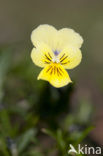 Zinkviooltje (Viola lutea ssp. calaminaria) 