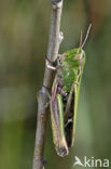 Stripe-winged Grasshopper (Stenobothrus lineatus)