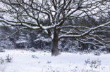Zomereik (Quercus robur)