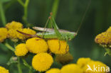 Long-winged Cone-head (Conocephalus discolor)