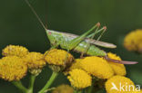 Long-winged Cone-head (Conocephalus discolor)