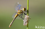 Black Darter (Sympetrum danae)