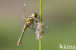 Zwarte heidelibel (Sympetrum danae)