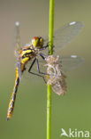 Zwarte heidelibel (Sympetrum danae)