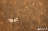 Zwarte heidelibel (Sympetrum danae)