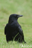 Zwarte Kraai (Corvus corone)