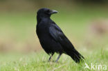 Zwarte Kraai (Corvus corone)