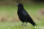 Carrion Crow (Corvus corone)