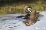 Aalscholver (Phalacrocorax carbo)