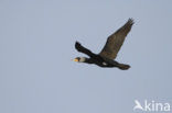 Aalscholver (Phalacrocorax carbo)