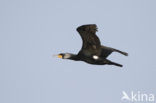 Aalscholver (Phalacrocorax carbo)