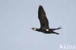 Aalscholver (Phalacrocorax carbo)