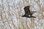 Great Cormorant (Phalacrocorax carbo)