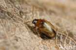 Aardappelaardvlo (Psylliodes affinis)
