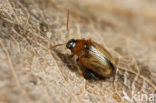 Psylliodes affinis